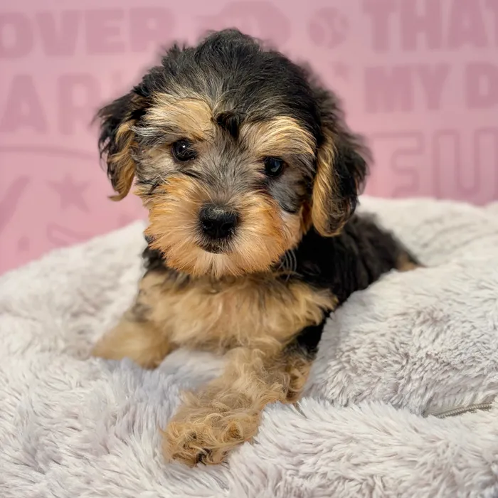 Female Yorkie-Poo puppy named Bella for sale at Waggles-Ft. Myers.