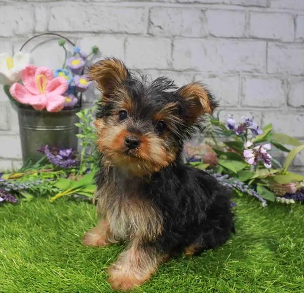 Female Yorkie puppy for sale at Waggles-Ft. Myers.
