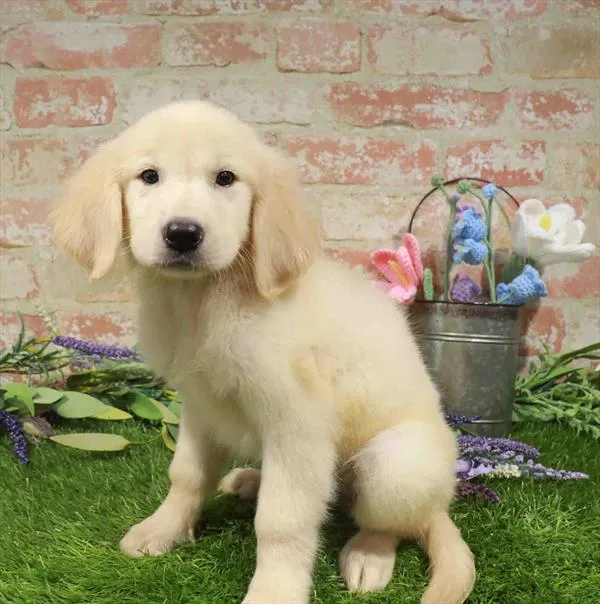 Female Golden Retriever puppy named Libby for sale at Waggles-Ft. Myers.
