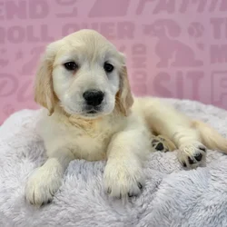 Female Golden Retriever puppy named Emilia for sale at Waggles-Ft. Myers.