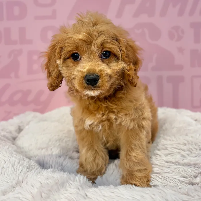 Male Cockapoo puppy named Teddy for sale at Waggles-Ft. Myers.