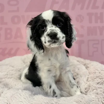 Female Cocker Spaniel puppy named Sadie for sale at Waggles-Ft. Myers.