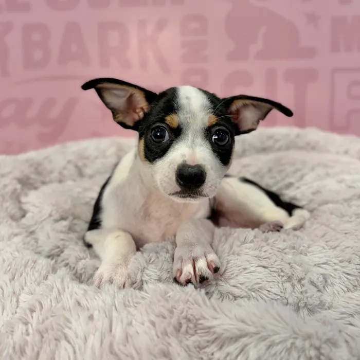 Female Chiweenie puppy named Kiki for sale at Waggles-Ft. Myers.