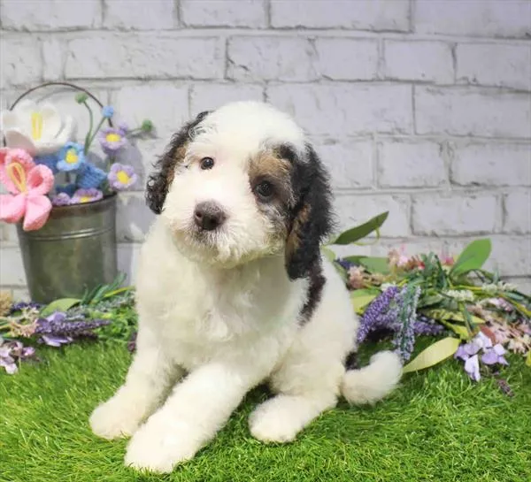 Female Mini Bernedoodle 2Nd Gen puppy for sale at Waggles-Ft. Myers.