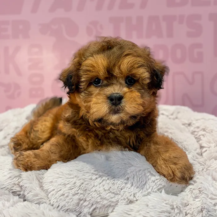 Female Shipoo puppy named Molly for sale at Waggles-Ft. Myers.