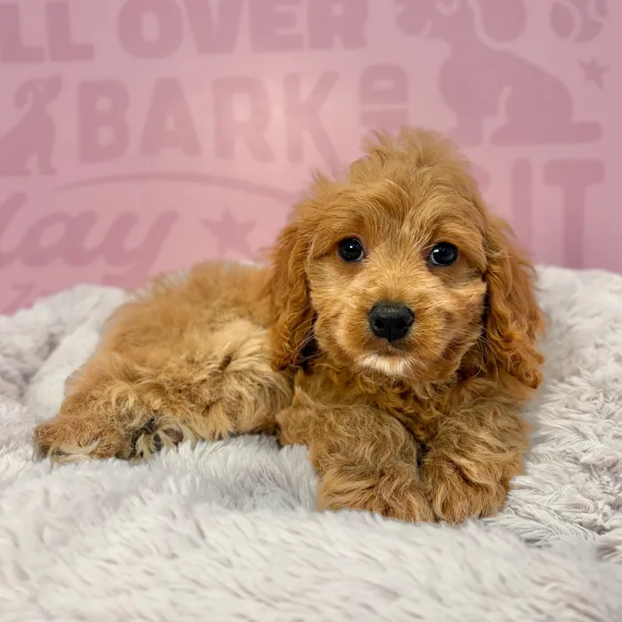 Male Cockapoo puppy named Teddy for sale at Waggles-Ft. Myers.