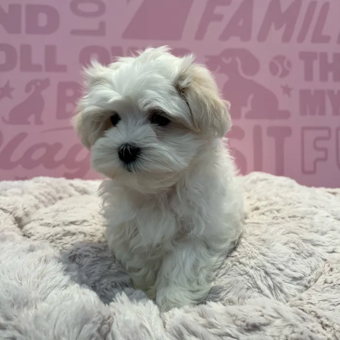 image_cropper_AF28C26B-471D-47A3-ACC6-301AB0396F36-42366-0000154083BBCC88.jpg