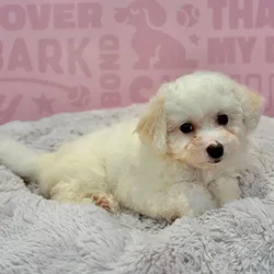Female Bichon puppy named Hannah for sale at Waggles-Ft. Myers.