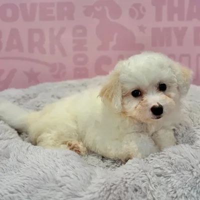 Female Bichon puppy named Hannah for sale at Waggles-Ft. Myers.