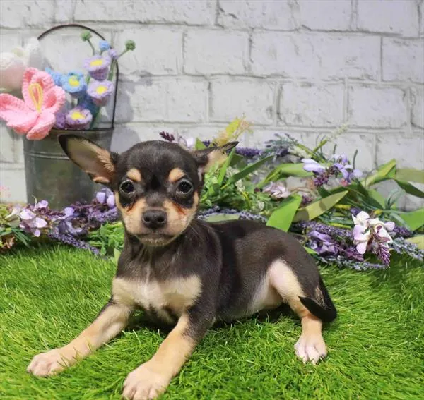 Female Chihuahua puppy named Sadie for sale at Waggles-Ft. Myers.