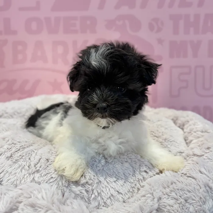 Male Havanese puppy named Scout for sale at Waggles-Ft. Myers.