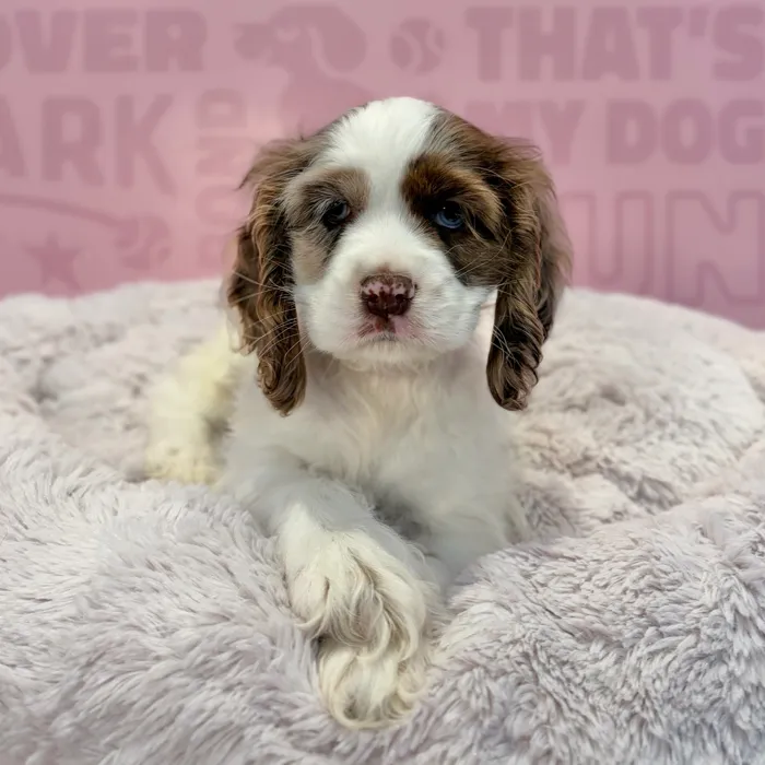Female Cocker Spaniel puppy named Charlotte for sale at Waggles-Ft. Myers.