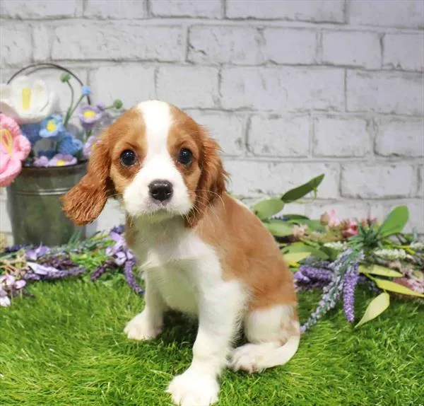 Female Cavalier King Charles Spaniel puppy for sale at Waggles-Ft. Myers.