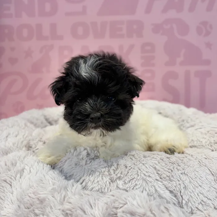Male Havanese puppy named Scout for sale at Waggles-Ft. Myers.
