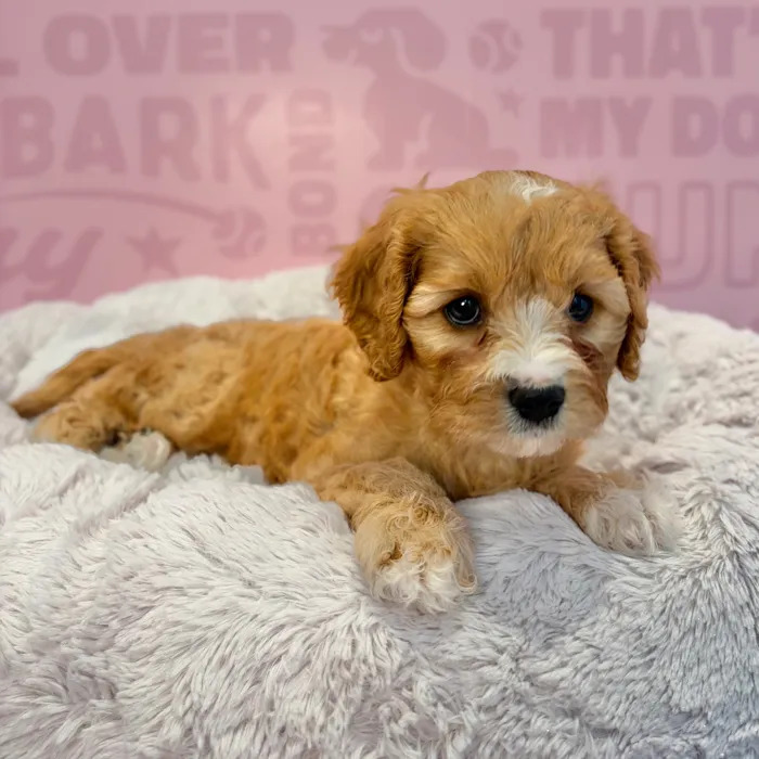 Female Cavachon puppy named Ruby for sale at Waggles-Ft. Myers.