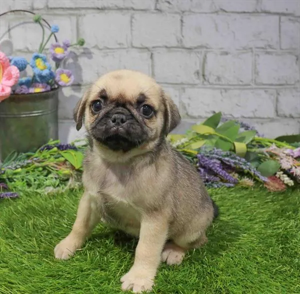 Female Pug puppy named Phoebe for sale at Waggles-Ft. Myers.