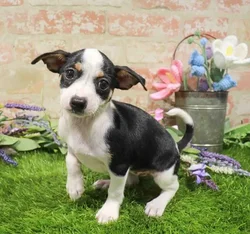 Female Chiweenie puppy named Kiki for sale at Waggles-Ft. Myers.