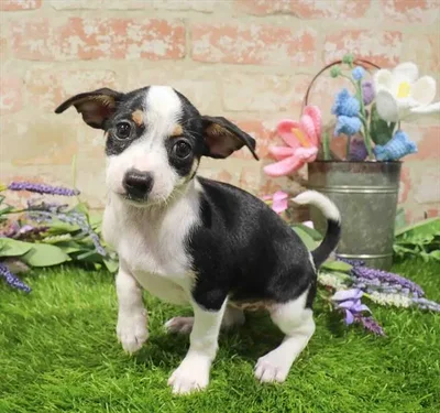 Female Chiweenie puppy named Kiki for sale at Waggles-Ft. Myers.