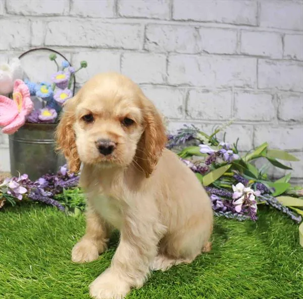 Female Cocker Spaniel puppy named Honey for sale at Waggles-Ft. Myers.