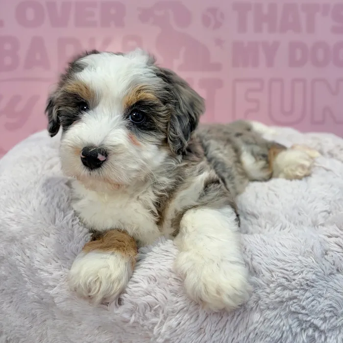 Female Mini Bernedoodle 2Nd Gen puppy named Corinne for sale at Waggles-Ft. Myers.