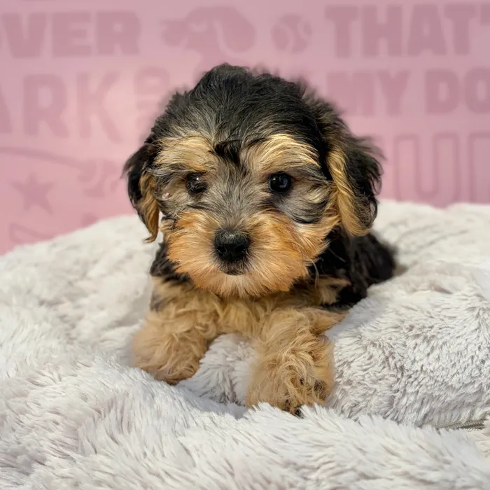 Female Yorkie-Poo puppy named Bella for sale at Waggles-Ft. Myers.
