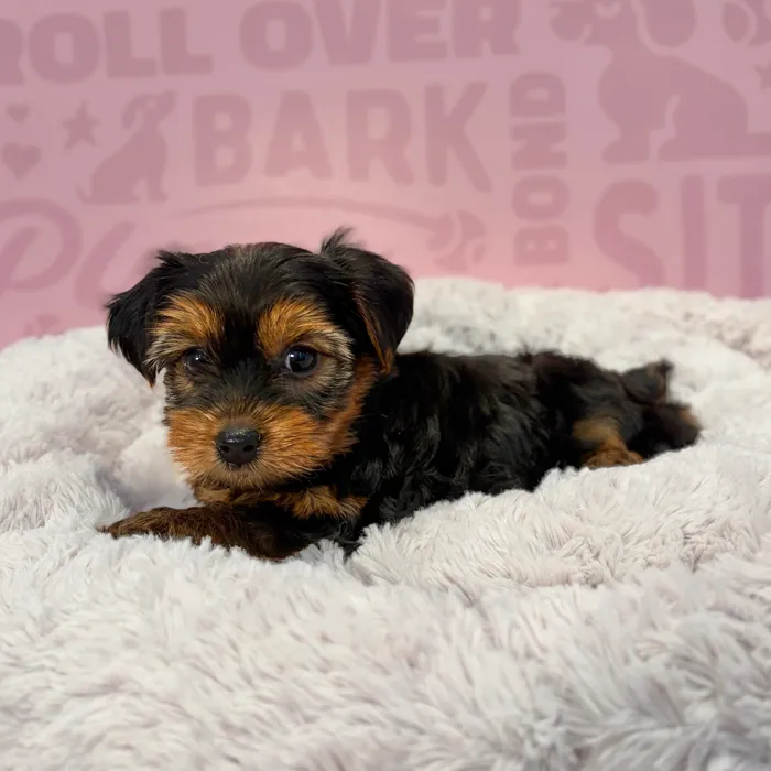 Female Yorkie puppy named Marilyn for sale at Waggles-Ft. Myers.