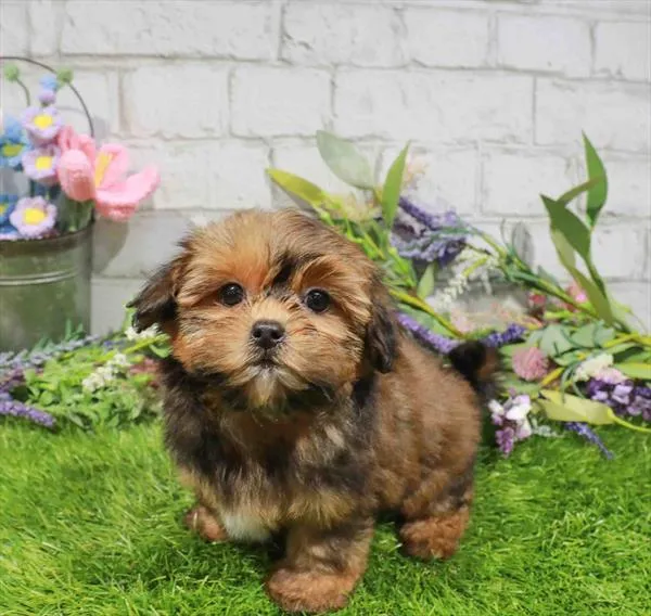 Female Shorkie puppy for sale at Waggles-Ft. Myers.