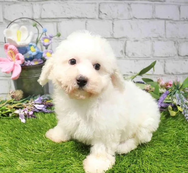 Female Bichon puppy for sale at Waggles-Ft. Myers.