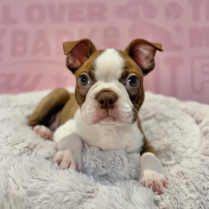 Male Boston Terrier puppy named Winston for sale at Waggles-Ft. Myers.