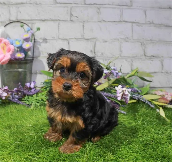 Female Yorkie puppy named Marilyn for sale at Waggles-Ft. Myers.