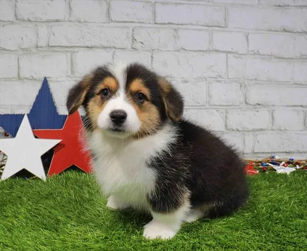 Male Pembroke Welsh Corgi puppy named Alvin for sale at Waggles-Ft. Myers.
