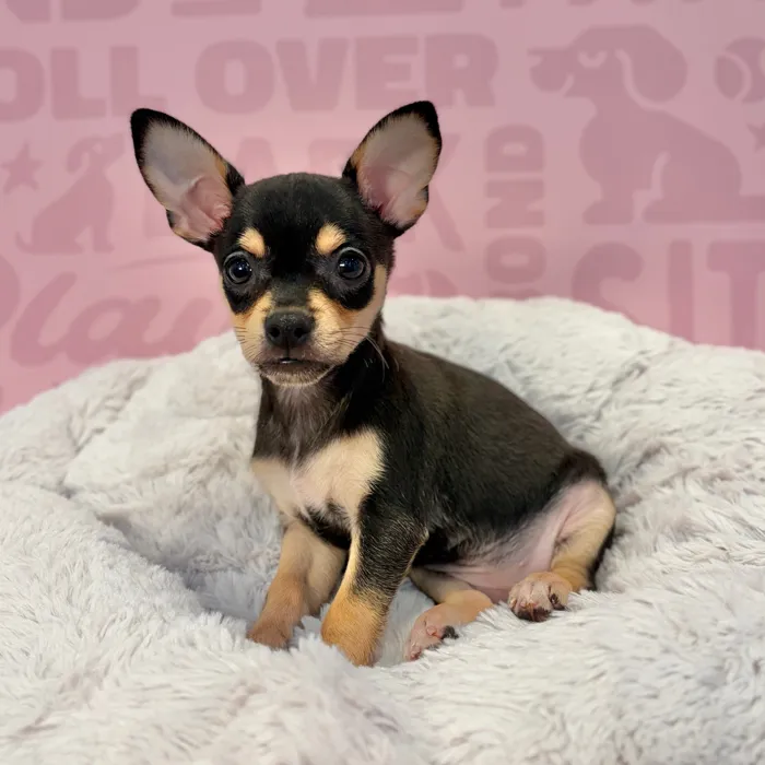 Female Chihuahua puppy named Sadie for sale at Waggles-Ft. Myers.