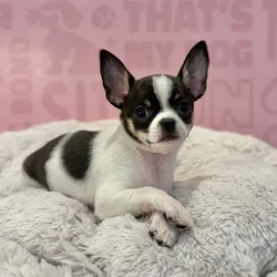 Female Chihuahua puppy named Luna for sale at Waggles-Ft. Myers.