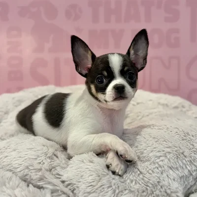 Female Chihuahua puppy named Luna for sale at Waggles-Ft. Myers.