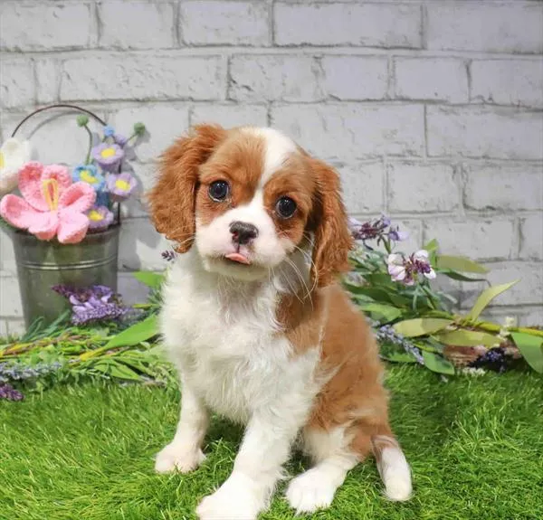 Female Cavalier King Charles Spaniel puppy for sale at Waggles-Ft. Myers.