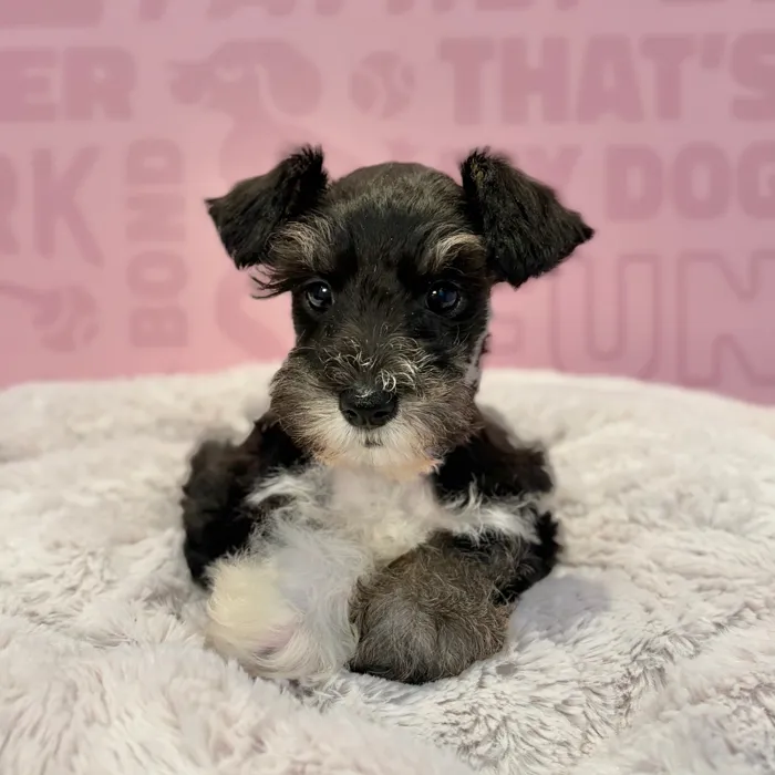 Male Mini Schnauzer puppy named Jack for sale at Waggles-Ft. Myers.