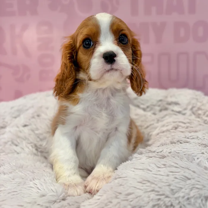 Female Cavalier King Charles Spaniel puppy named Rosie for sale at Waggles-Ft. Myers.