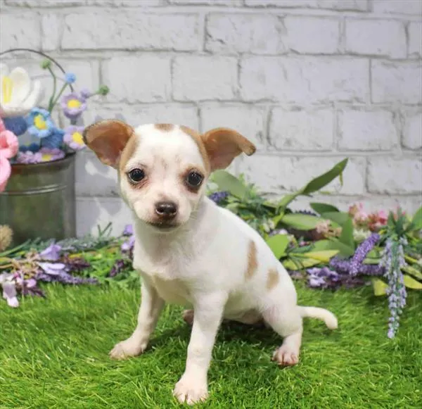 Female Chihuahua puppy for sale at Waggles-Ft. Myers.