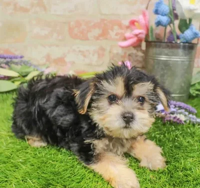 Female Yochon puppy named Daphne for sale at Waggles-Ft. Myers.