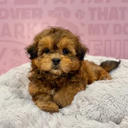 Female Shipoo puppy named Molly for sale at Waggles-Ft. Myers.