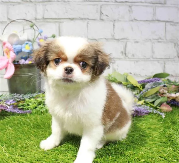 Male Japanese Chin puppy for sale at Waggles-Ft. Myers.