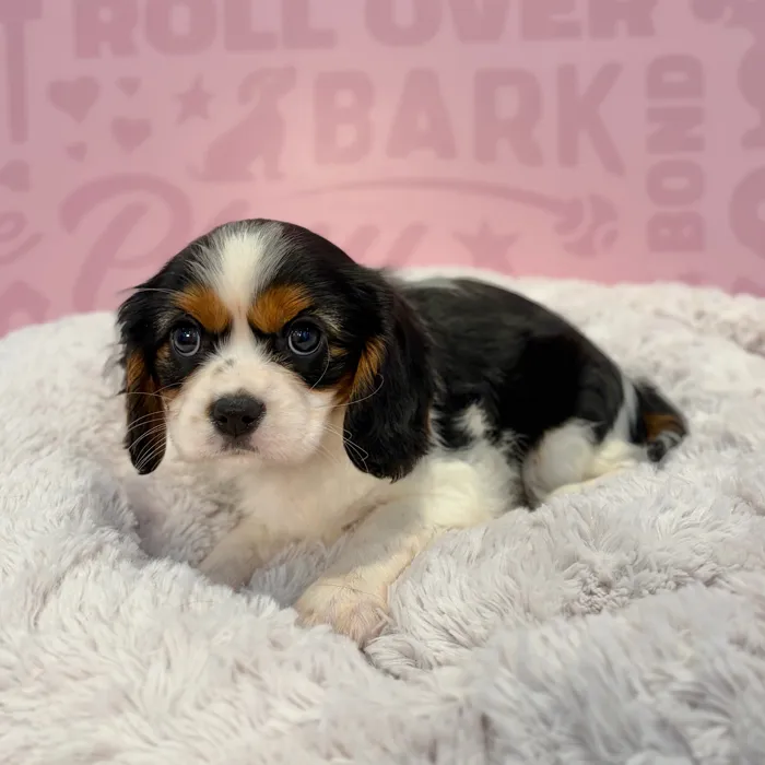 Female Cavalier King Charles Spaniel puppy named Jane for sale at Waggles-Ft. Myers.