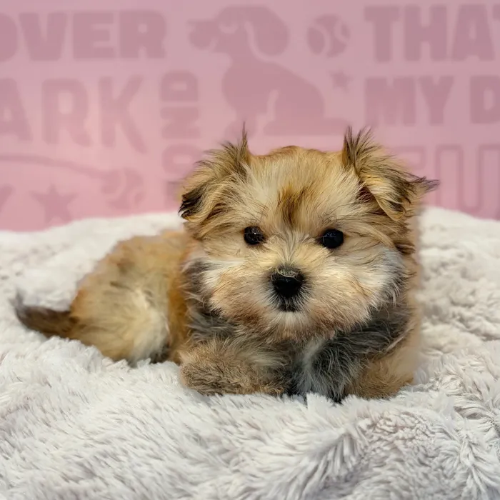 Male Morkie puppy named Captain for sale at Waggles-Ft. Myers.