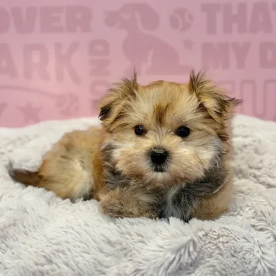 Male Morkie puppy named Captain for sale at Waggles-Ft. Myers.