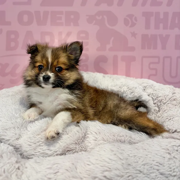 Female Pomeranian puppy named Sierra for sale at Waggles-Ft. Myers.