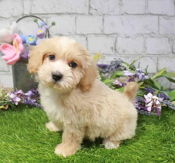Male Havapoo puppy named Leo for sale at Waggles-Ft. Myers.