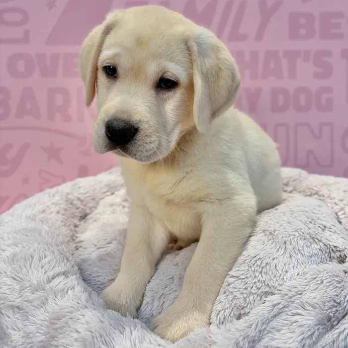Male Labrador Retriever puppy named Cooper for sale at Waggles-Ft. Myers.