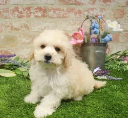 Male Maltipoo puppy named Gideon for sale at Waggles-Ft. Myers.