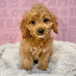 Male Cockapoo puppy named Teddy for sale at Waggles-Ft. Myers.