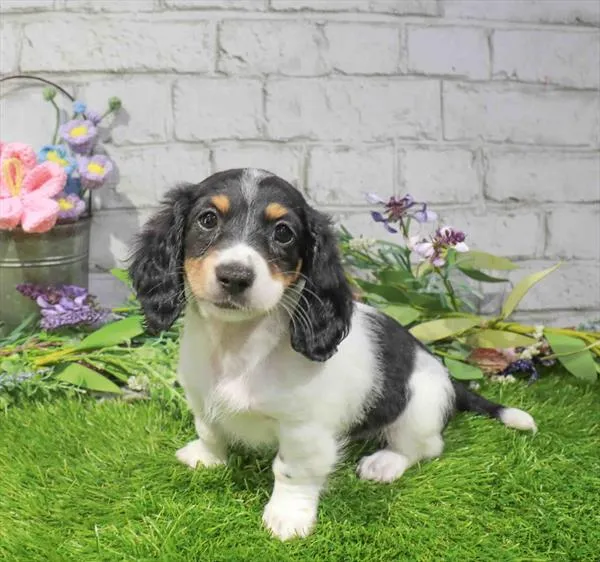 Female Dachshund puppy for sale at Waggles-Ft. Myers.